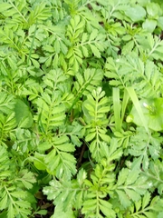 Tagetes foetidissima