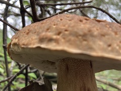 Boletus quercophilus