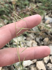 Bouteloua aristidoides