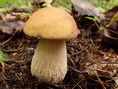 Boletus edulis
