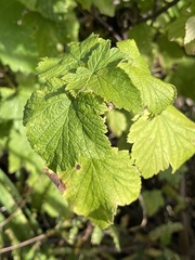 Ribes americanum