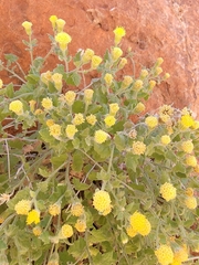Perityle tenella