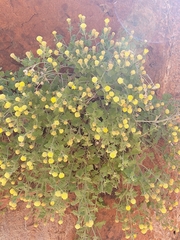 Perityle tenella