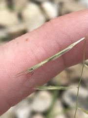 Bouteloua aristidoides