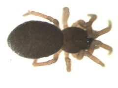 Staveleya pusilla