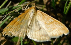 Sitochroa verticalis