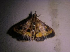 Pyrausta californicalis