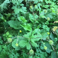 Geum macrophyllum