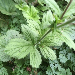 Geum macrophyllum