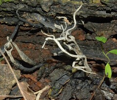 Xylaria hypoxylon