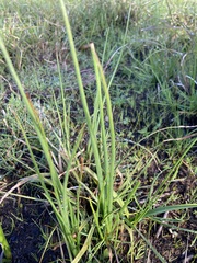Bulbine bulbosa
