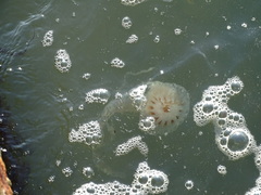 Chrysaora chesapeakei