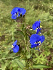 Commelina dianthifolia