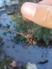 Boyeria vinosa