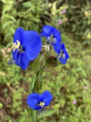 Commelina dianthifolia