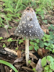 Coprinopsis picacea