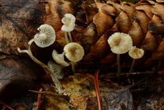 Mycena odorifera