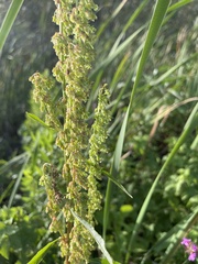 Rumex britannica