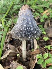Coprinopsis picacea