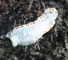 Goniobranchus epicurius