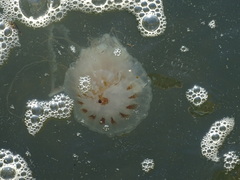 Chrysaora chesapeakei