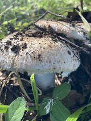 Leucoagaricus barssii