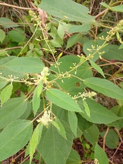 Malvaceae