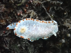 Goniobranchus epicurius