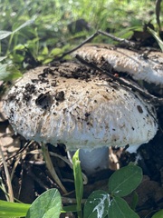 Leucoagaricus barssii