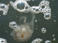 Chrysaora chesapeakei