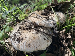 Leucoagaricus barssii