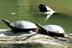 Chrysemys picta picta