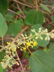 Malvaceae