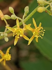 Malvaceae