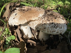 Leucoagaricus barssii