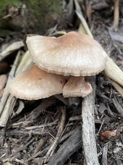 Pholiota spumosa