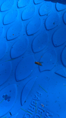 Metasyrphus