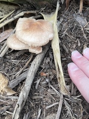 Pholiota spumosa