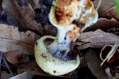 Fungi