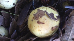 Fungi