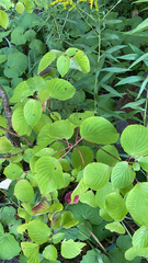 Cornus rugosa