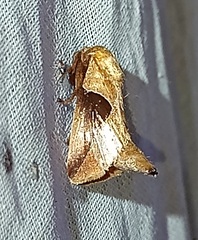 Prolimacodes triangulifera