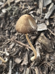 Conocybe tenera