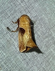 Prolimacodes triangulifera