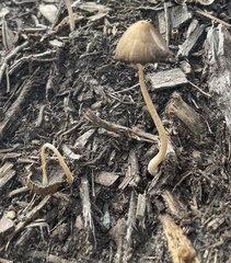 Conocybe tenera
