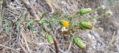 Chiliadenus glutinosus