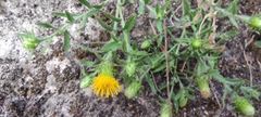 Chiliadenus glutinosus