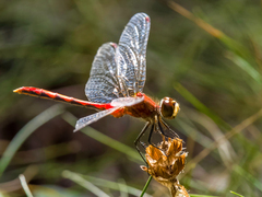 Sympetrum internum
