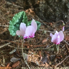Cyclamen hederifolium