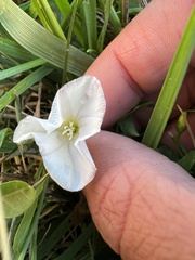 Convolvulus arvensis
